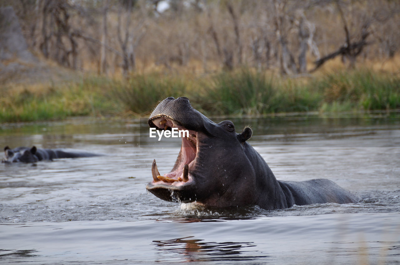 View of a hippo opening mouth in the lake