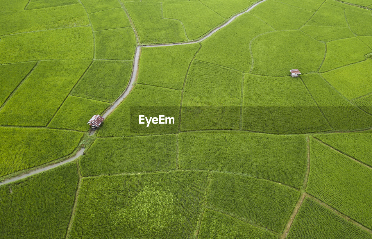 Aerial view of houses on rice paddy