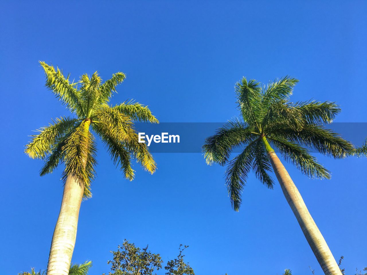 Low angle view of palm tree against clear blue sky