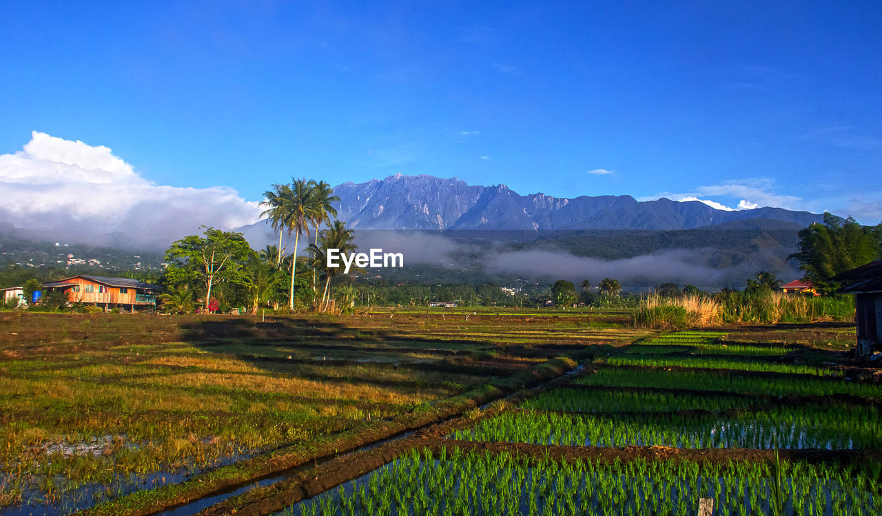 Scenic view of agricultural field against sky