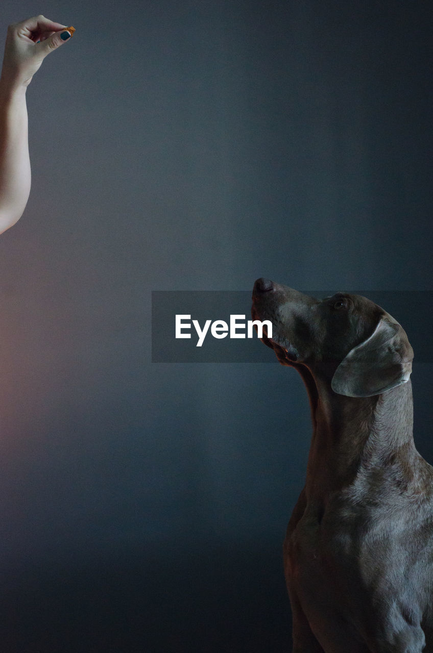 Cropped hand of woman gesturing by black dog against wall