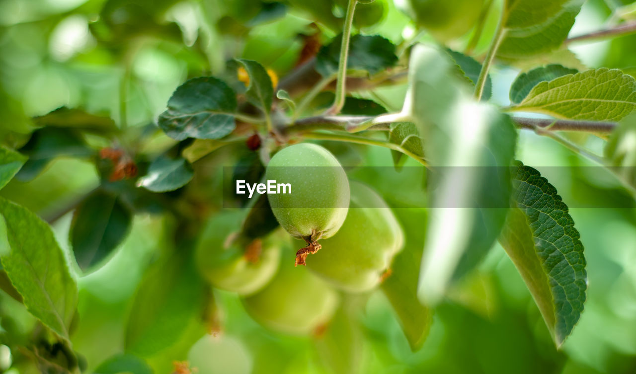 CLOSE-UP OF BERRIES ON TREE