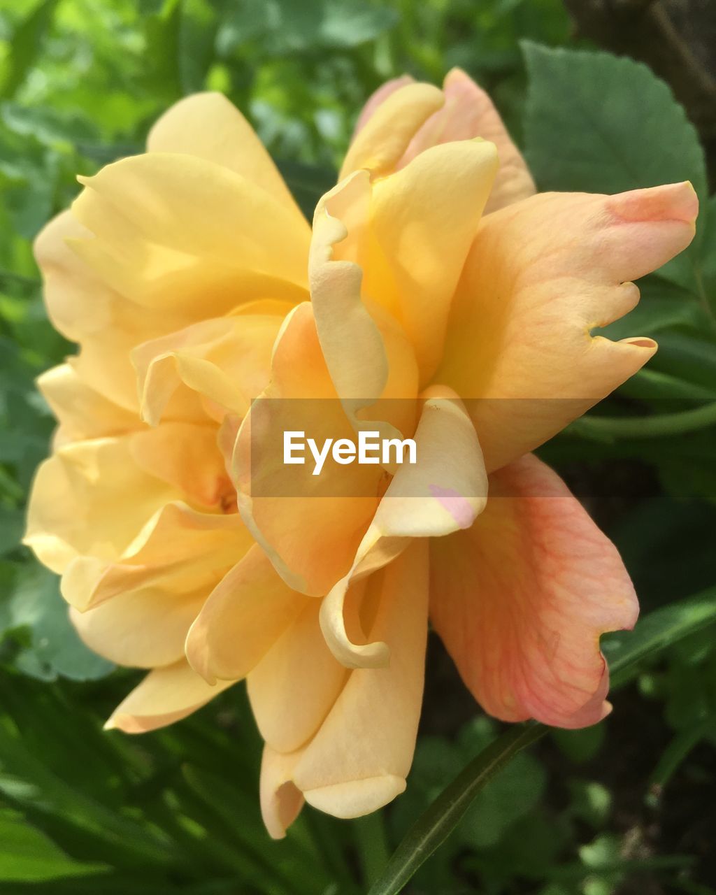 CLOSE-UP OF YELLOW ROSE AND PLANT