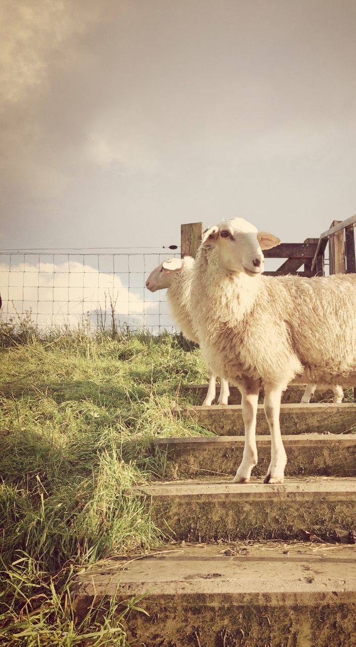 Sheep standing on staircase against sky