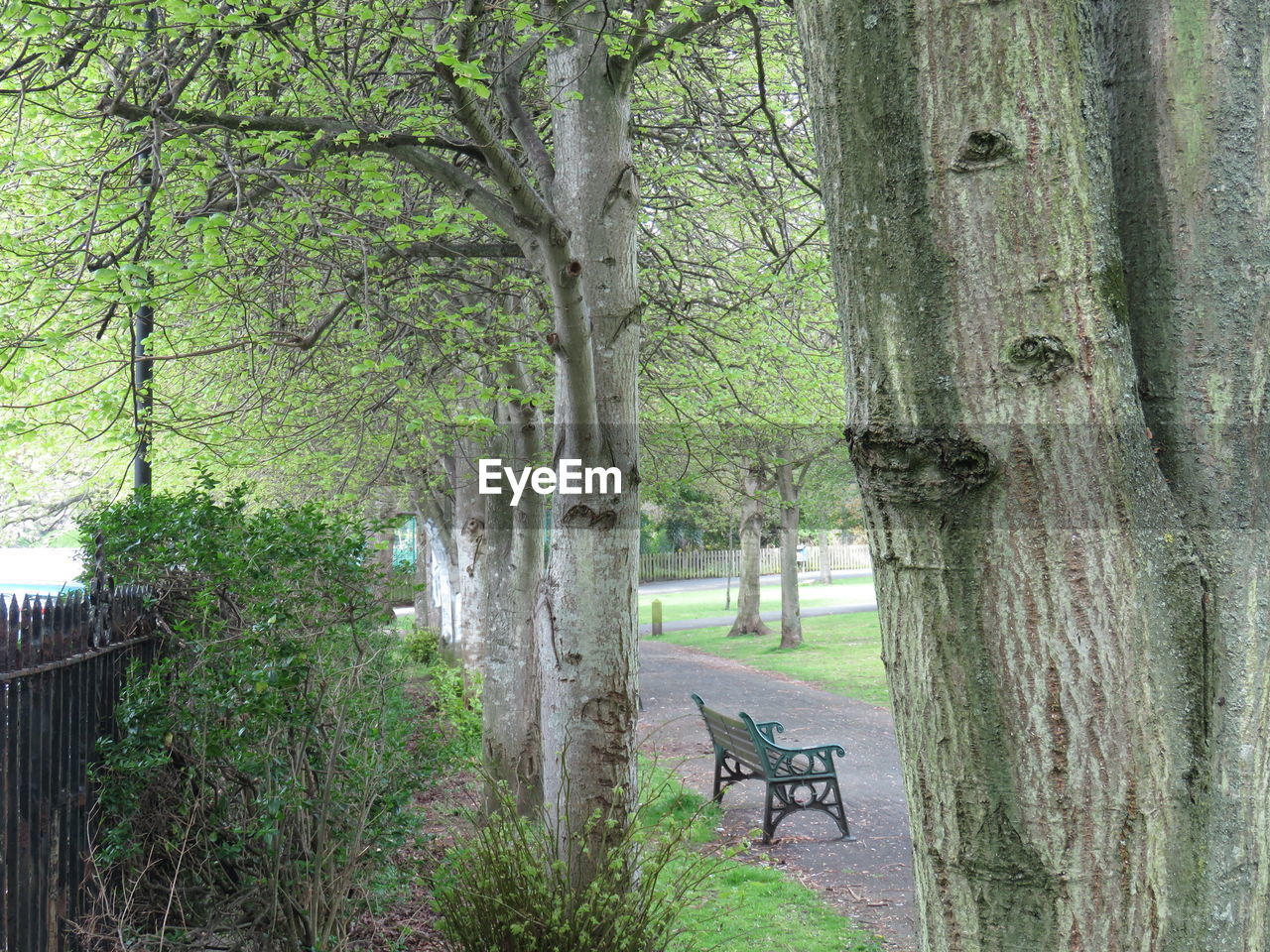 TREES IN PARK