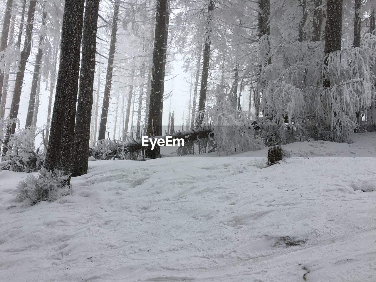 TREES IN SNOW COVERED FOREST