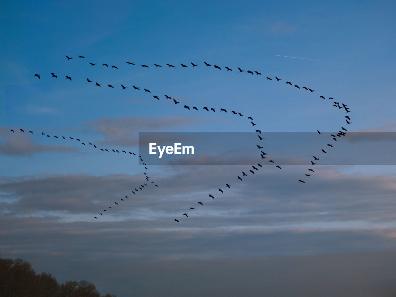 Low angle view of birds flying in sky