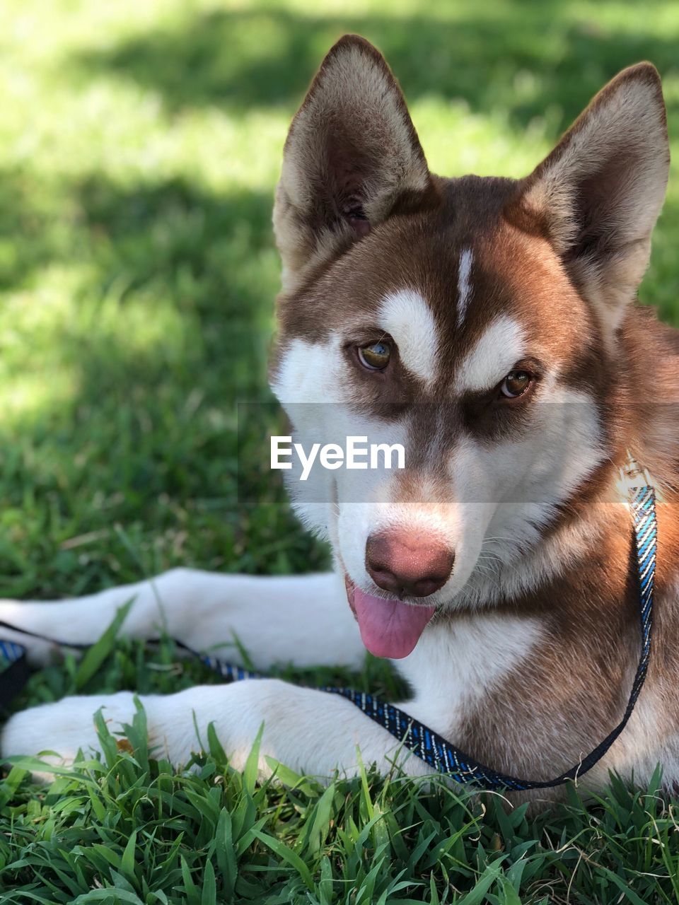 Close-up of dog sticking out tongue while sitting on grassy land