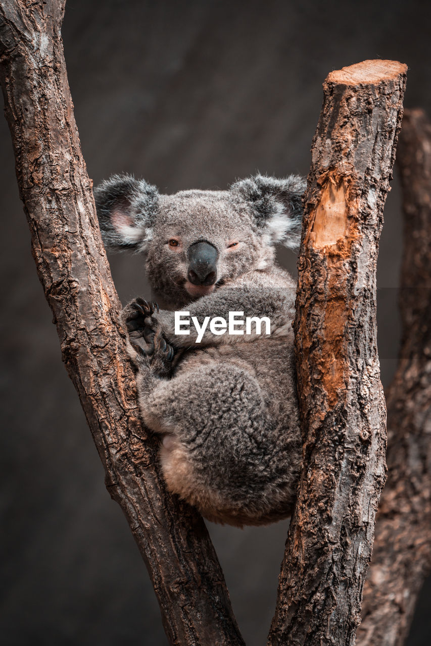 Close-up of an animal on tree