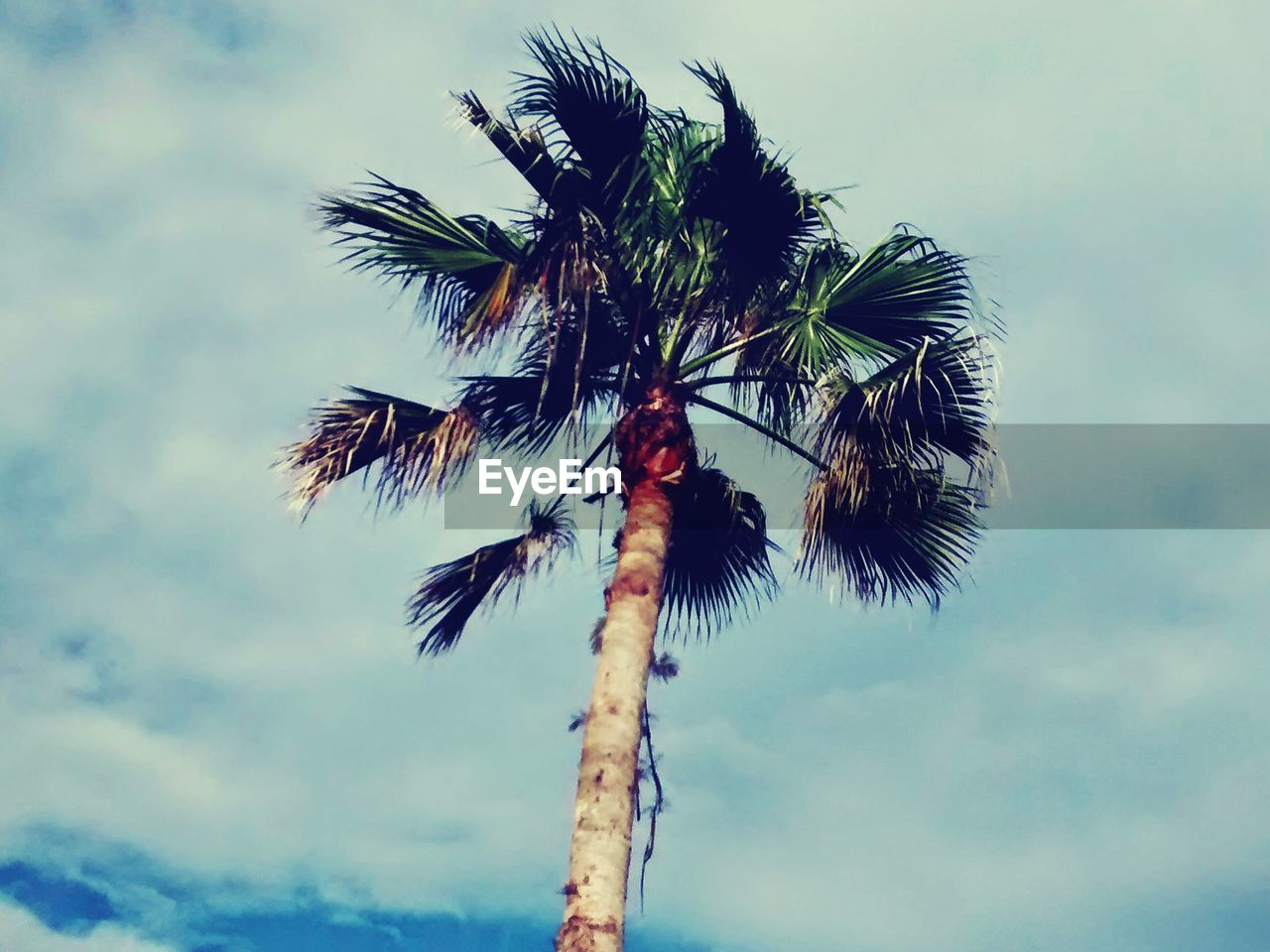 Low angle view of palm tree