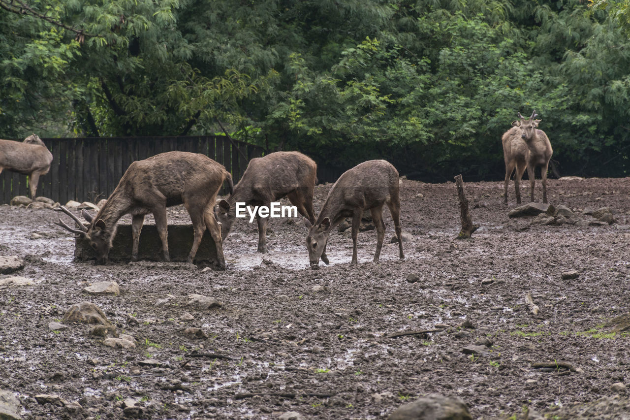 Deer in a field