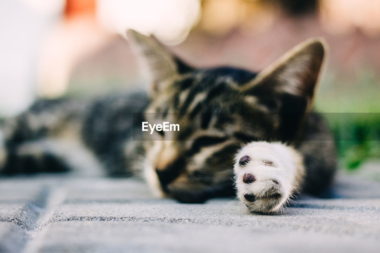 Close-up portrait of a cat