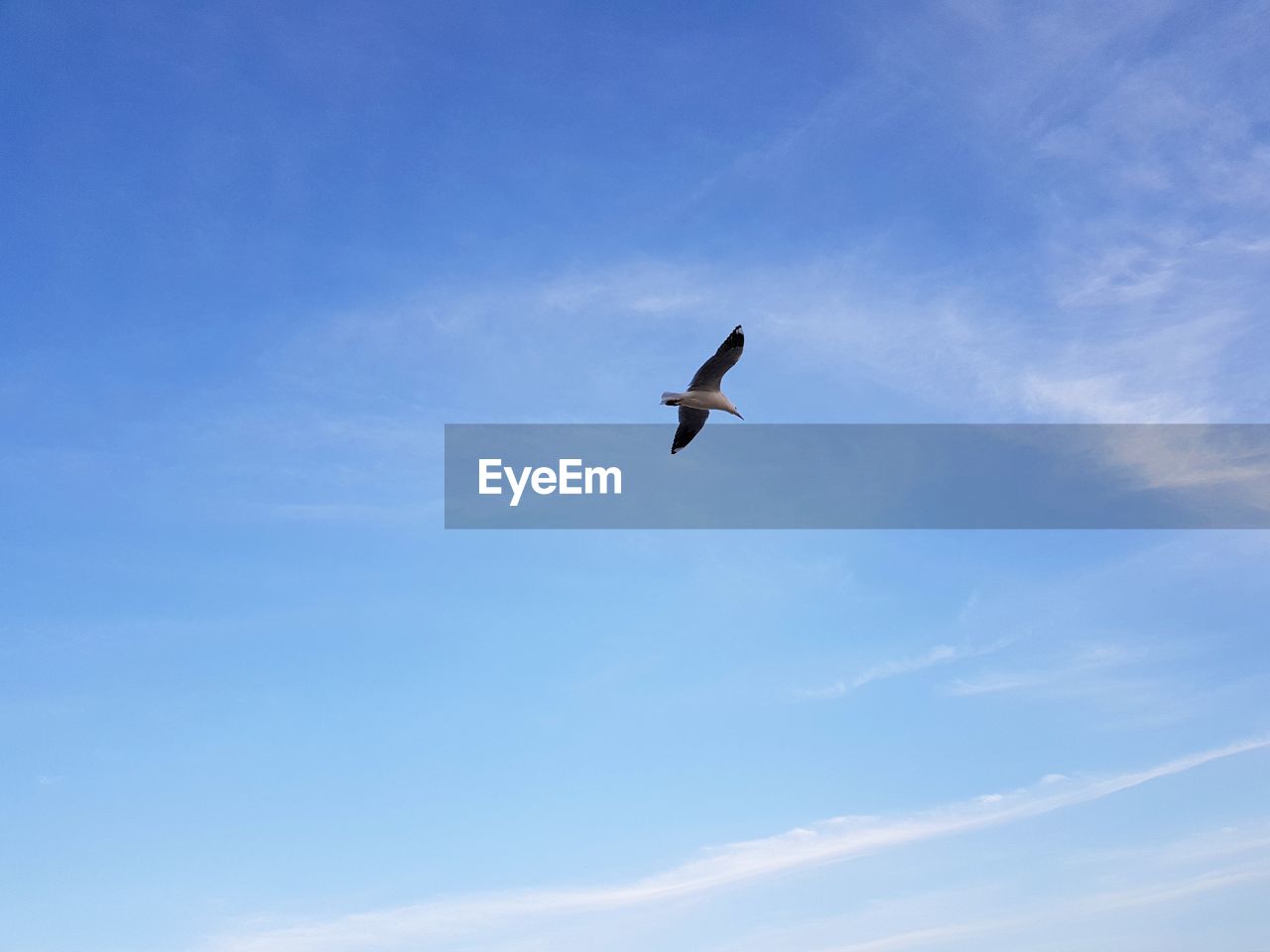 LOW ANGLE VIEW OF A BIRD FLYING