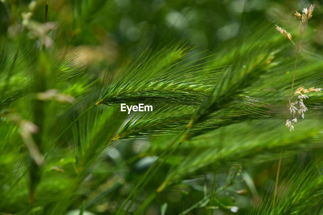 Close-up of green plants