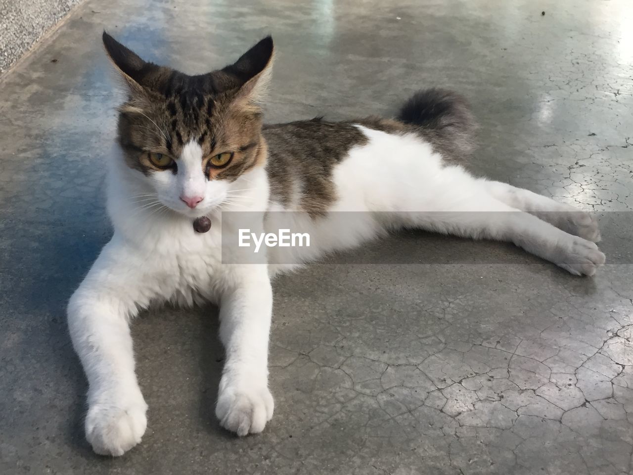 HIGH ANGLE VIEW PORTRAIT OF CAT BY WHITE FLOOR