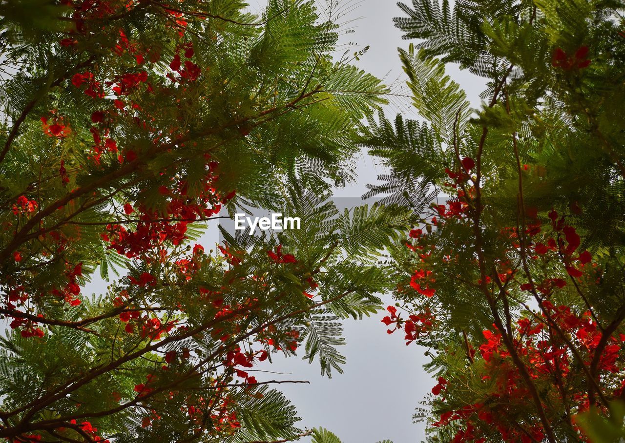 LOW ANGLE VIEW OF RED LEAVES AGAINST SKY