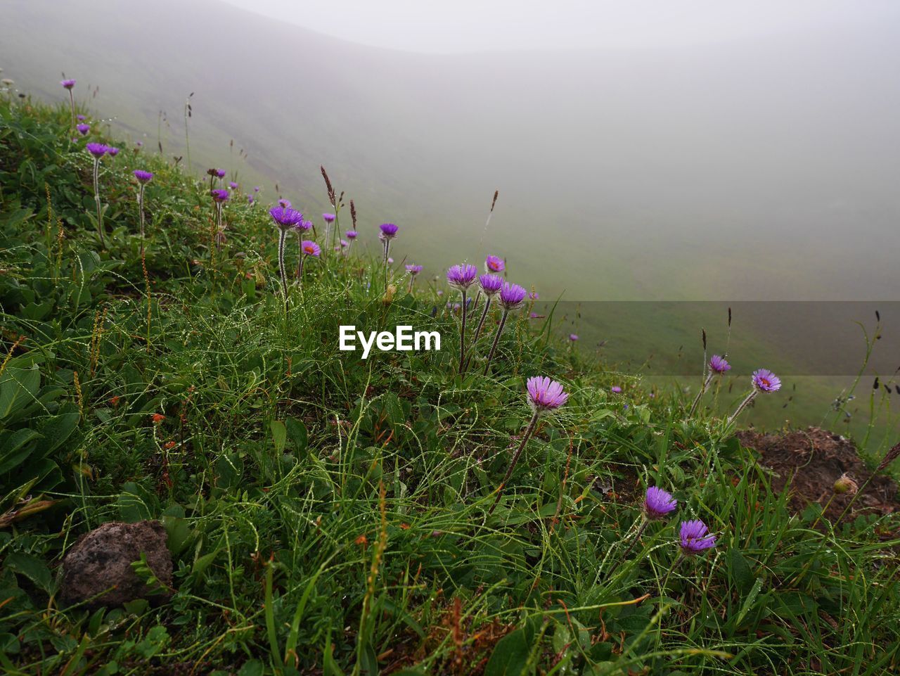 Purple flowers blooming on grassy hill during foggy weather