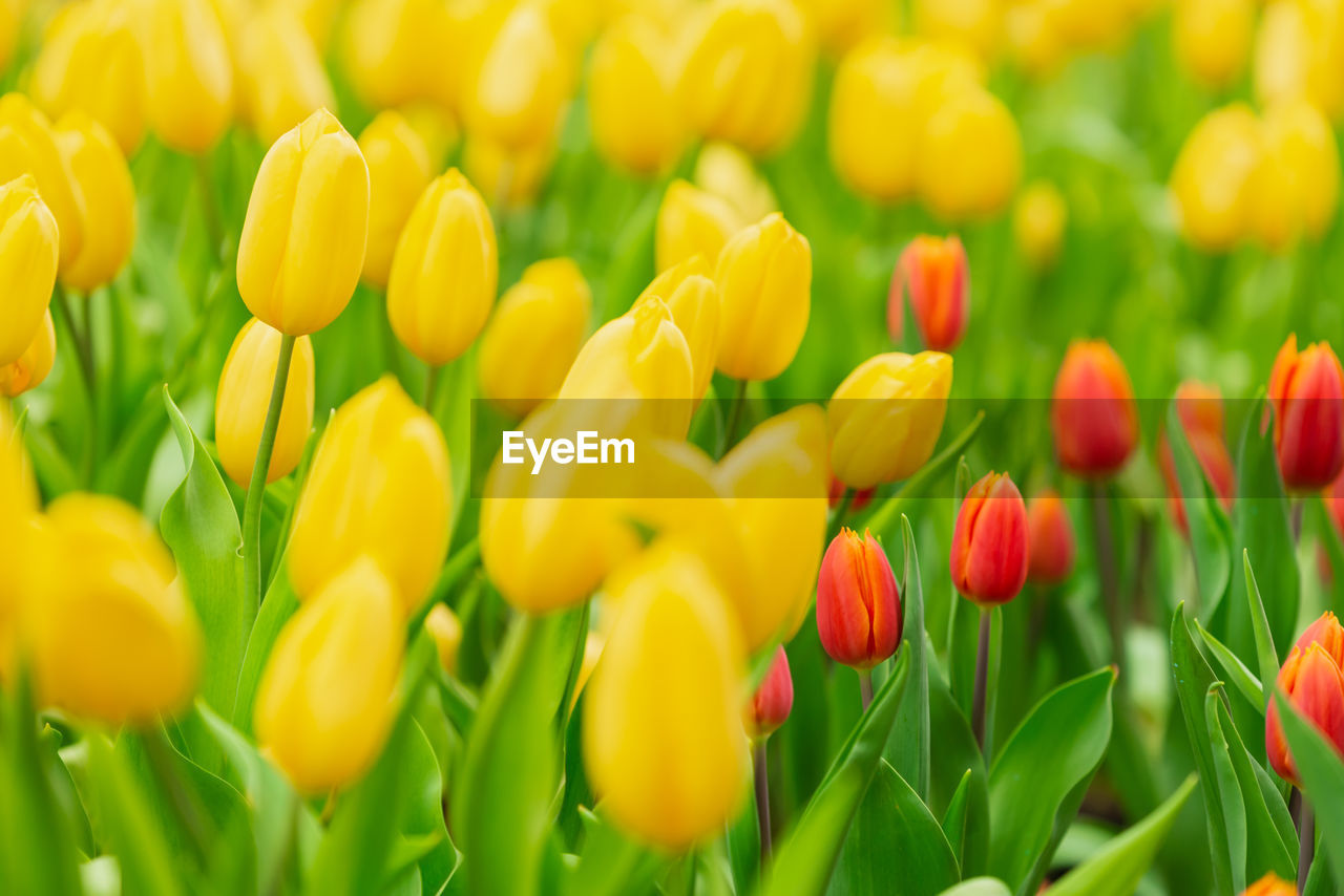 CLOSE-UP OF YELLOW FLOWERING PLANTS ON FIELD