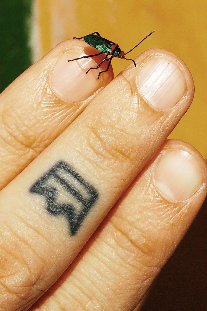 Close-up of bug on fingers with tattoo