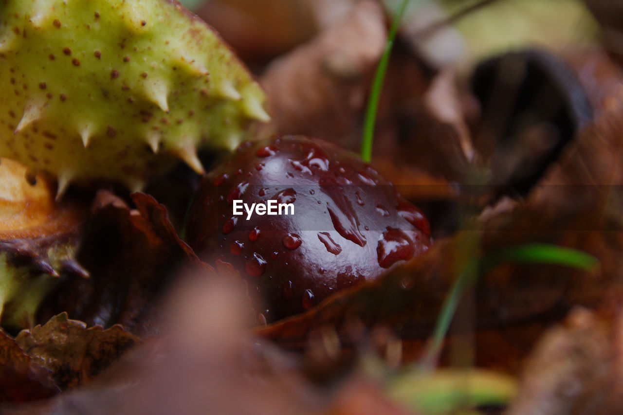 food, food and drink, fruit, healthy eating, plant, produce, no people, selective focus, close-up, freshness, wellbeing, autumn, nature, macro photography, vegetable