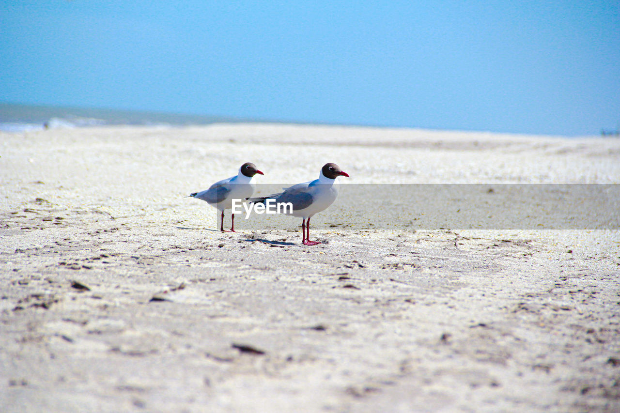 Seagull standing on beach