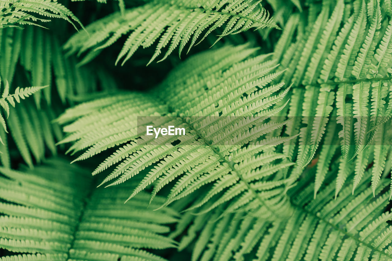 Natural background, thickets of fern