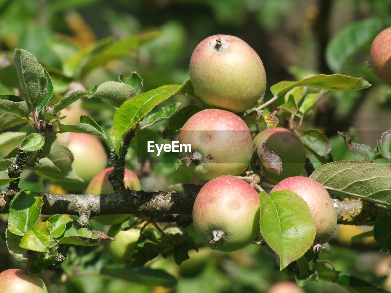 CLOSE-UP OF APPLES