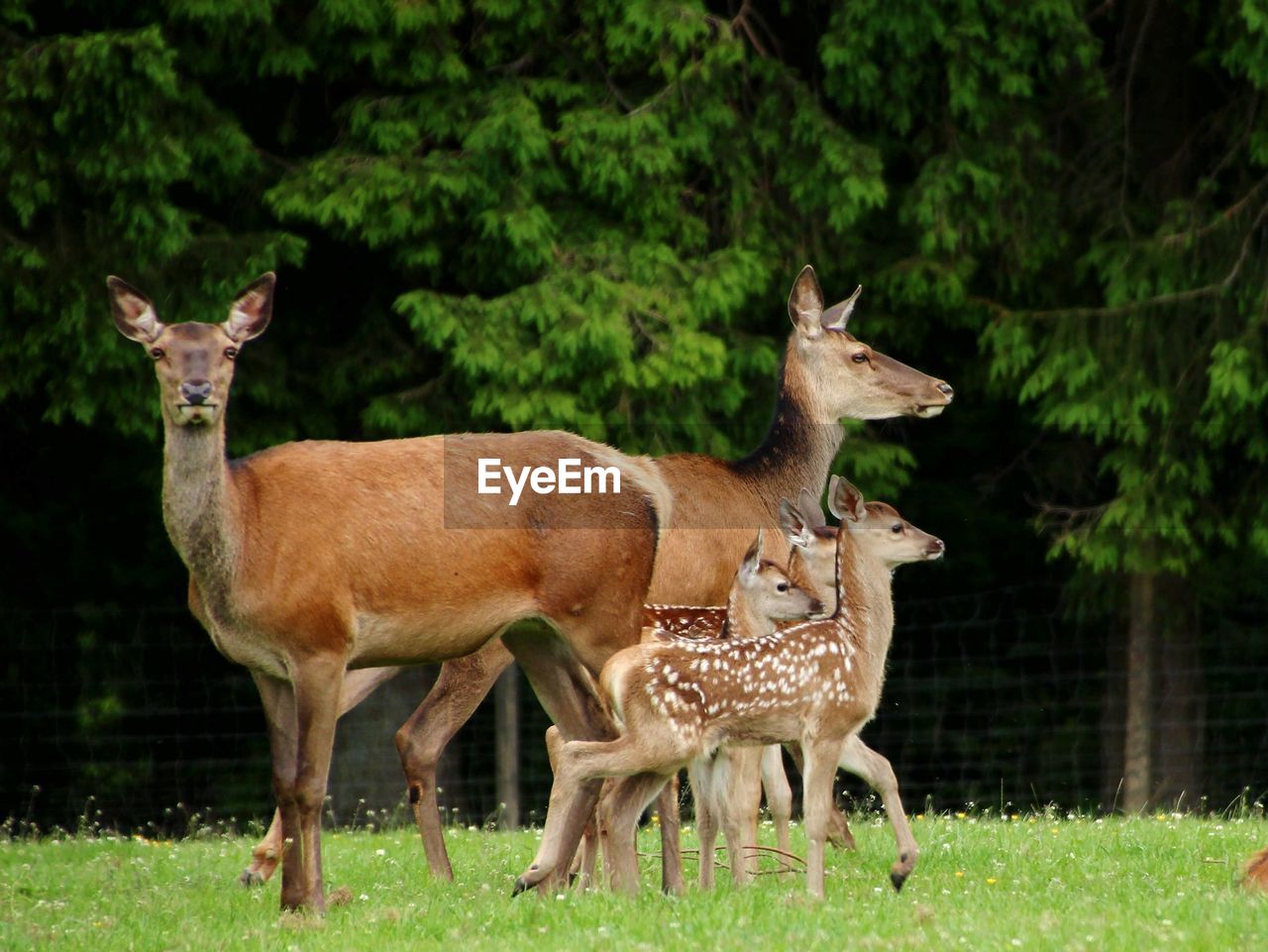 DEER STANDING IN GRASS