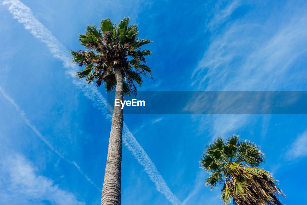 Low angle view of palm tree against blue sky