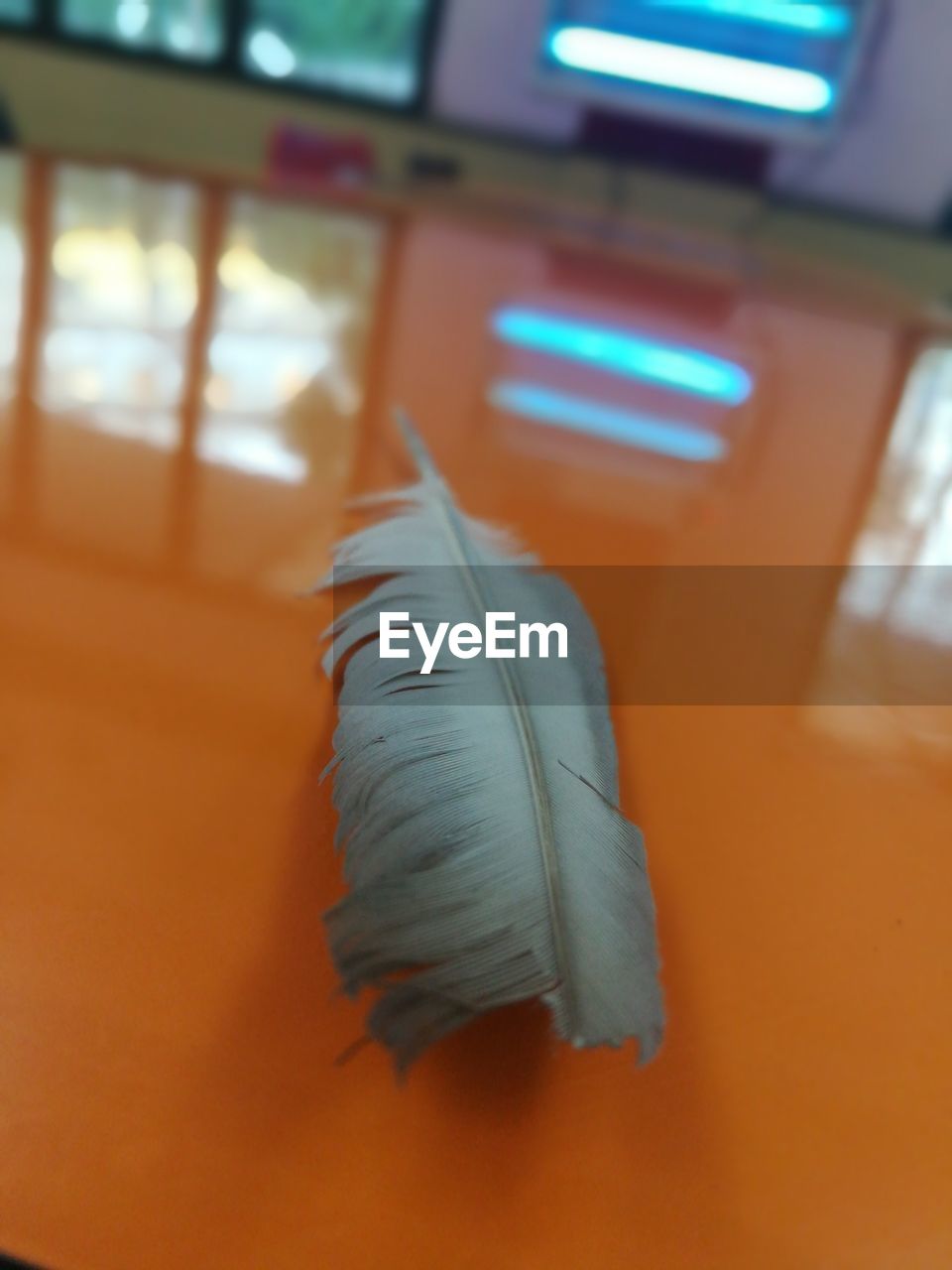 CLOSE-UP OF FEATHERS ON TABLE