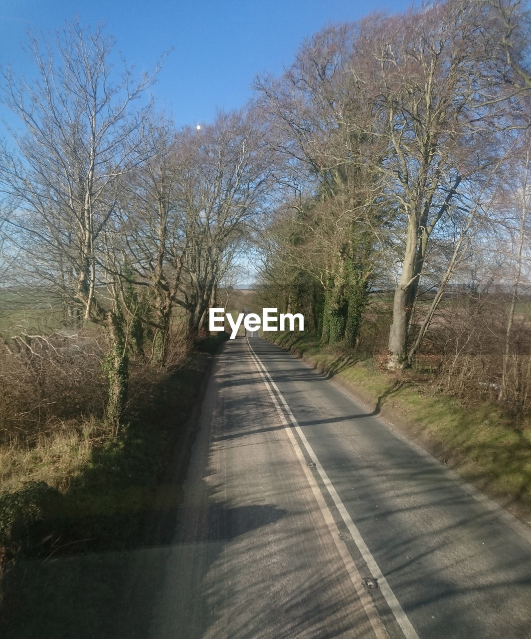 Road passing through trees