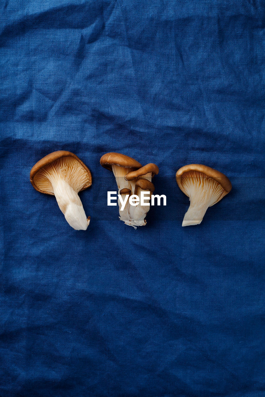 HIGH ANGLE VIEW OF MUSHROOMS AGAINST BLUE BACKGROUND