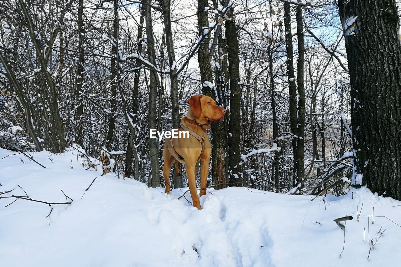 Dog on snow field during winter