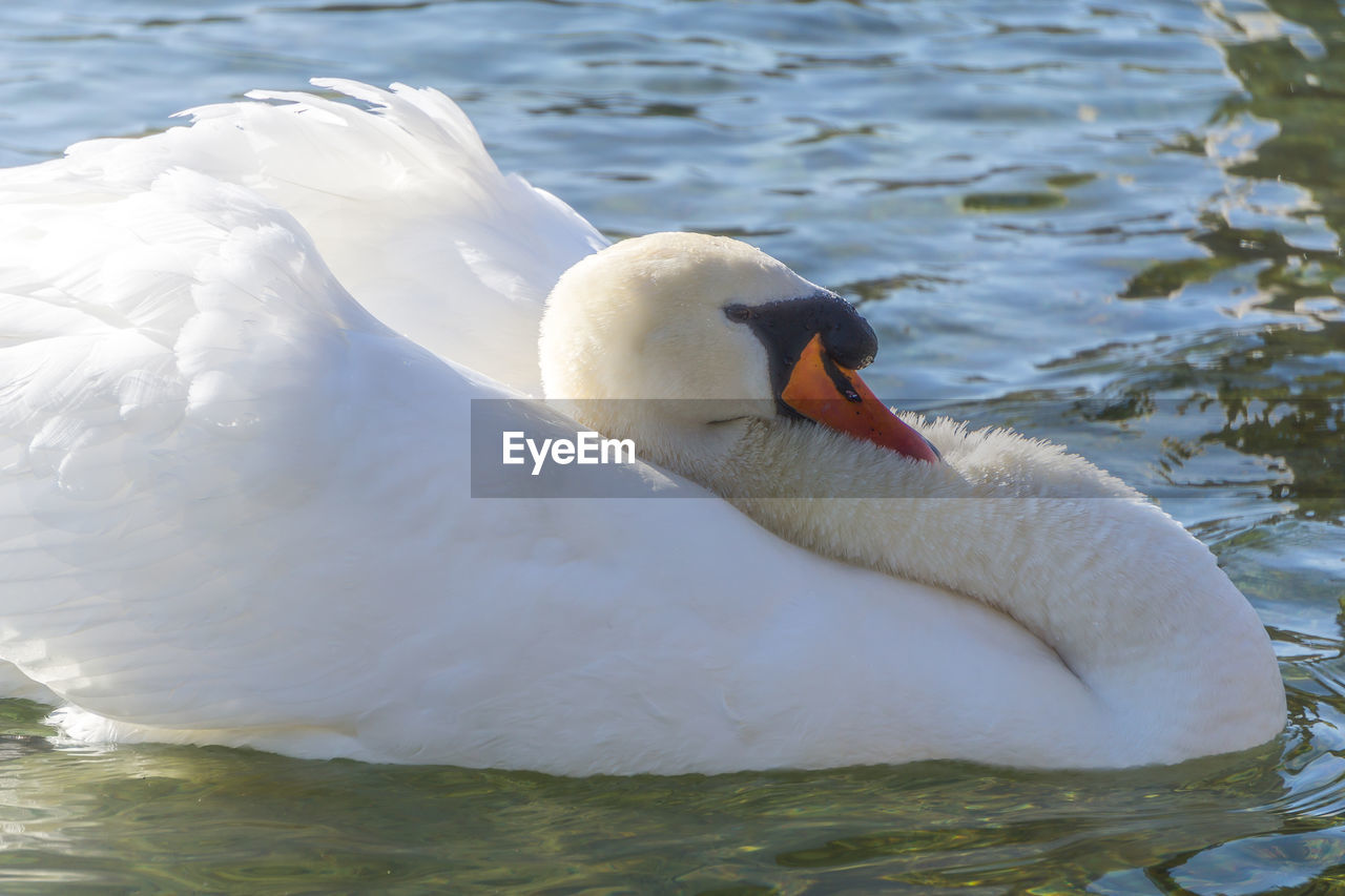 Close-up of swan swimming in lake