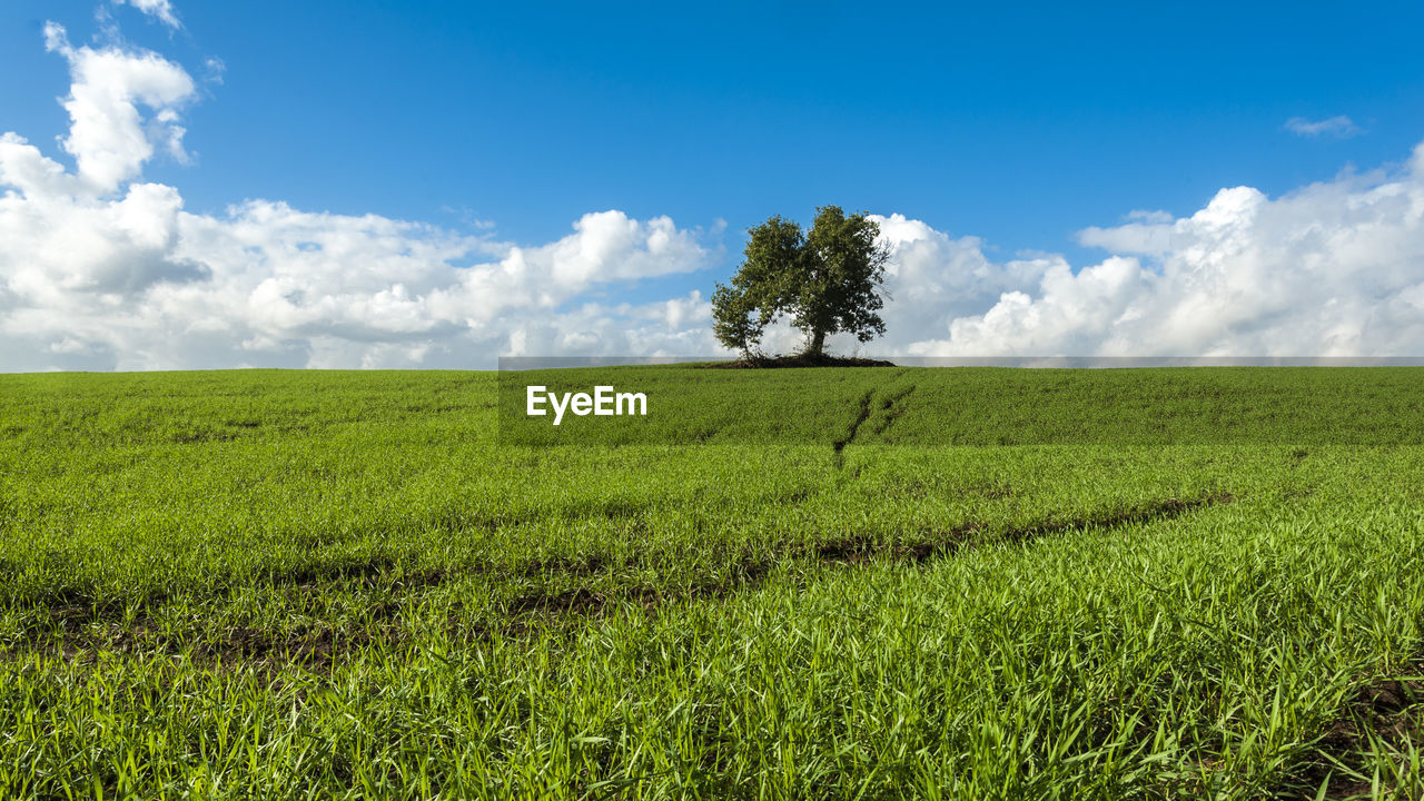 Scenic view of field against sky