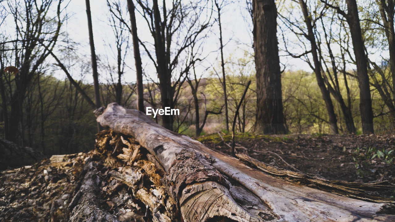 BARE TREE IN FOREST