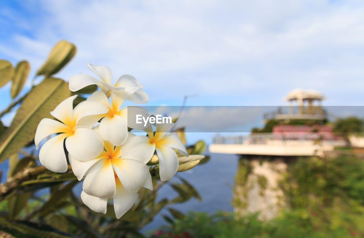 CLOSE-UP OF FLOWERS BLOOMING OUTDOORS AGAINST SKY