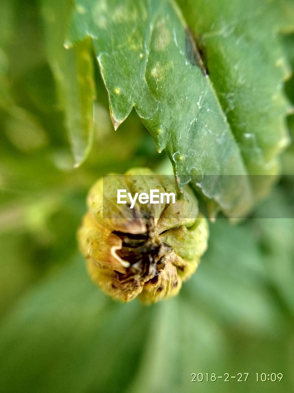 CLOSE-UP OF GREEN PLANT