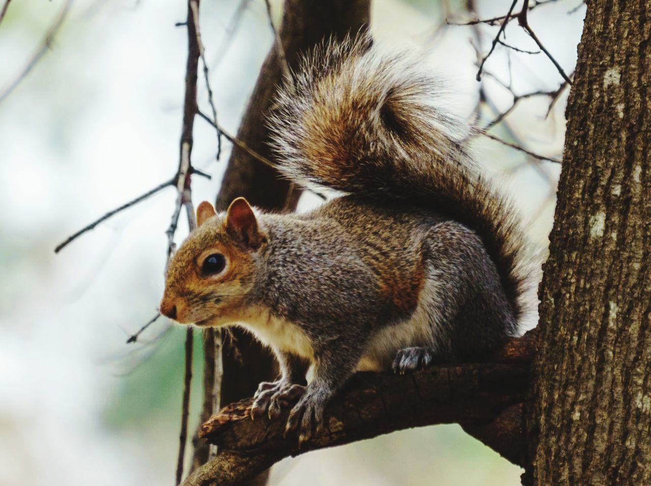 SQUIRREL ON TREE TRUNK