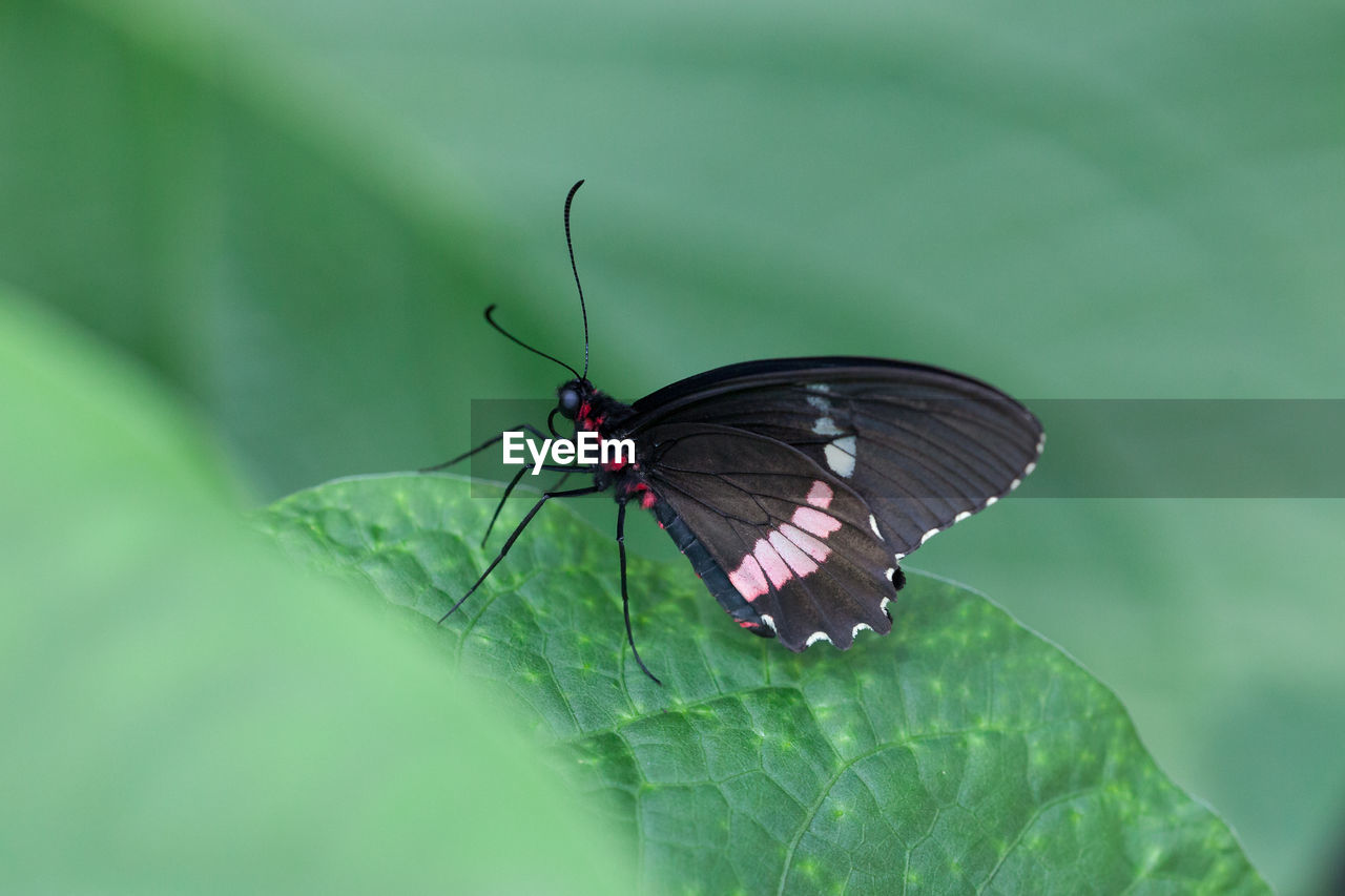 Butterfly on leaf