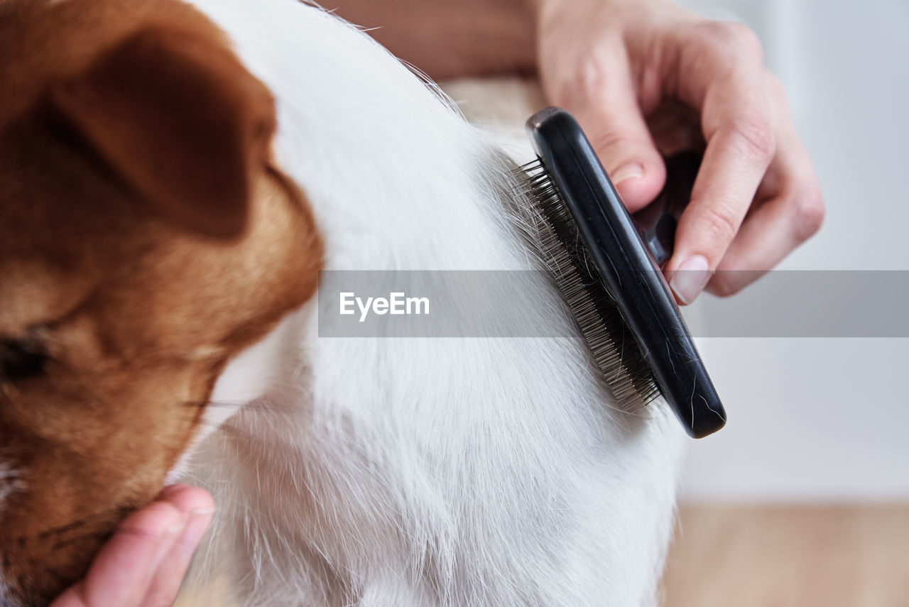 Woman brushing dog. owner combing her jack russell terrier. pet care
