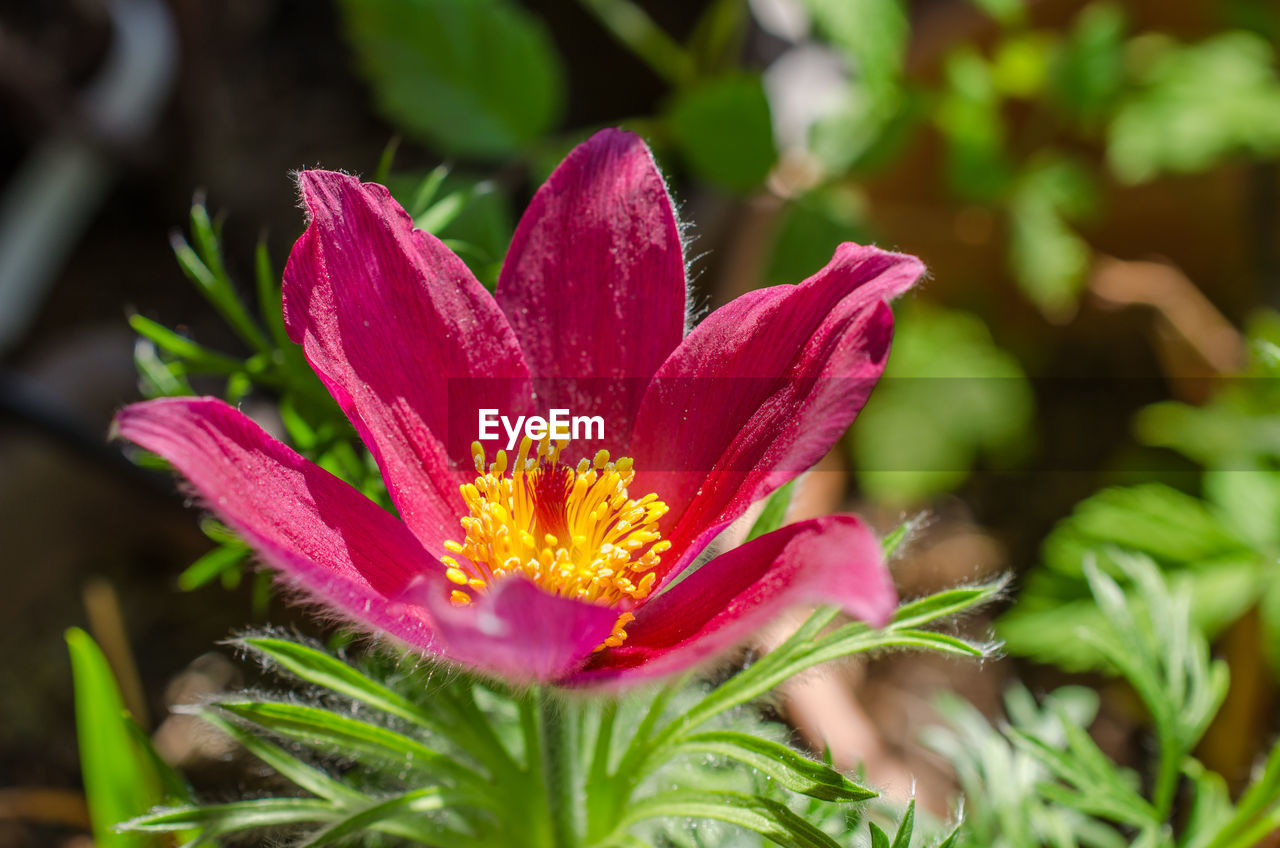 Close-up of pink flower