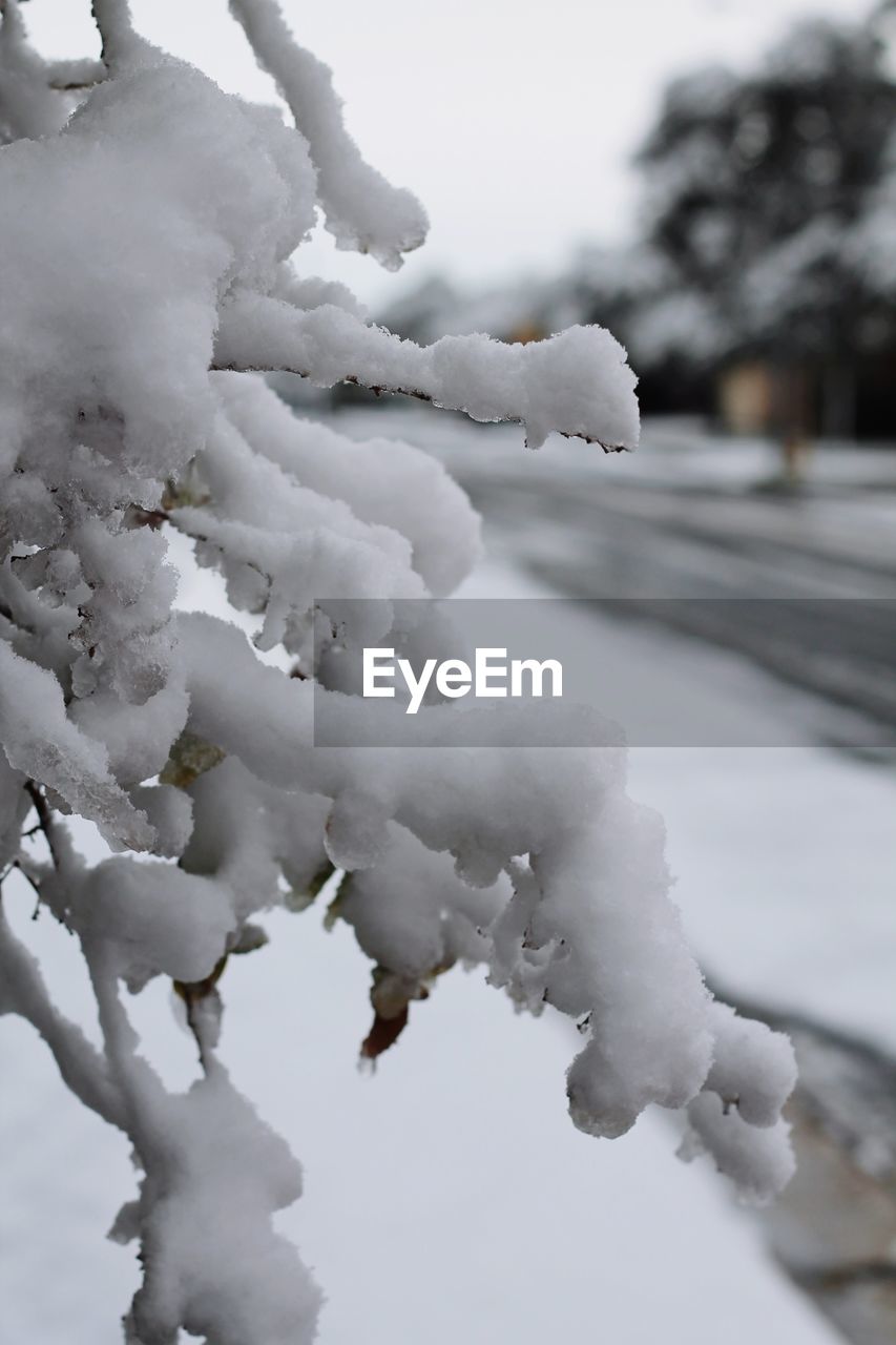 CLOSE-UP OF SNOW ON TREE AGAINST SKY