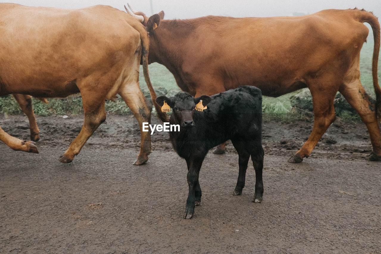 Cows on field