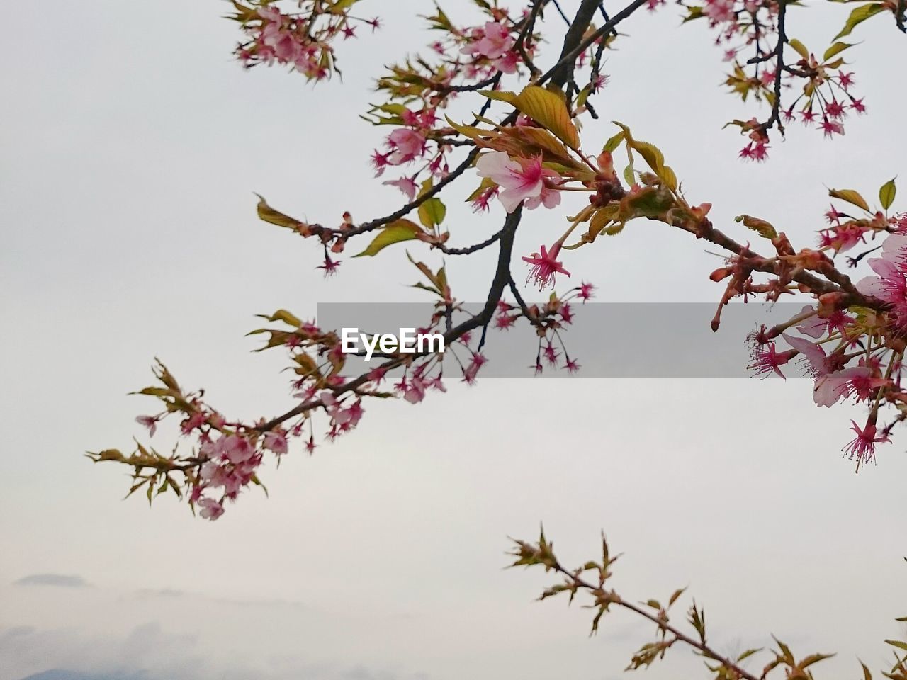 LOW ANGLE VIEW OF FLOWER TREE AGAINST SKY