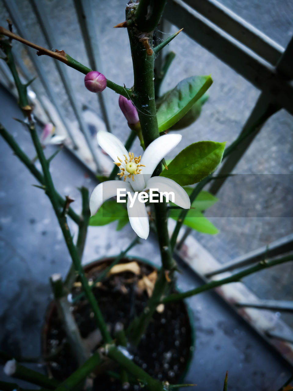 HIGH ANGLE VIEW OF WHITE FLOWER BLOOMING OUTDOORS