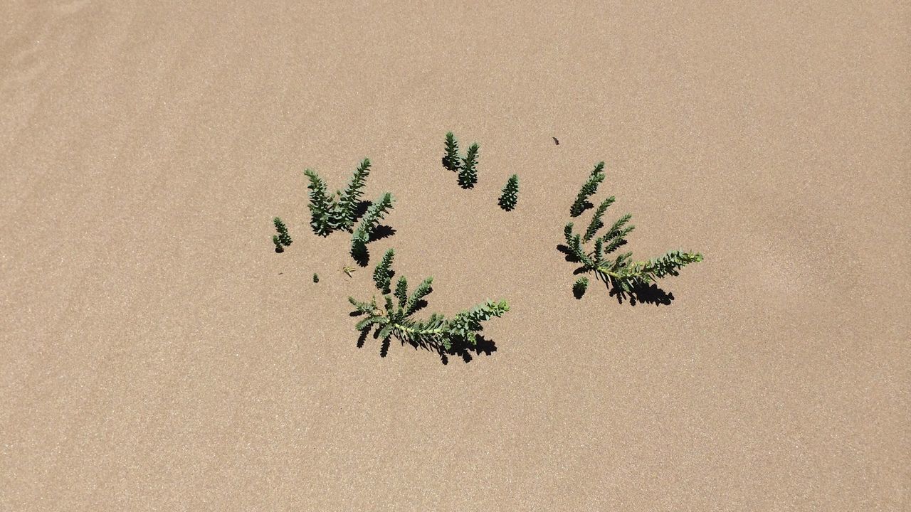 Pine branches in the sand.