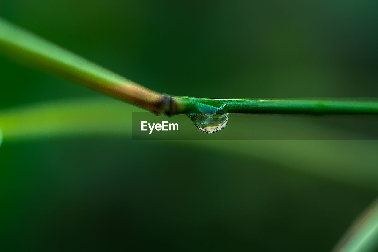 Close-up of water drop on plant stem