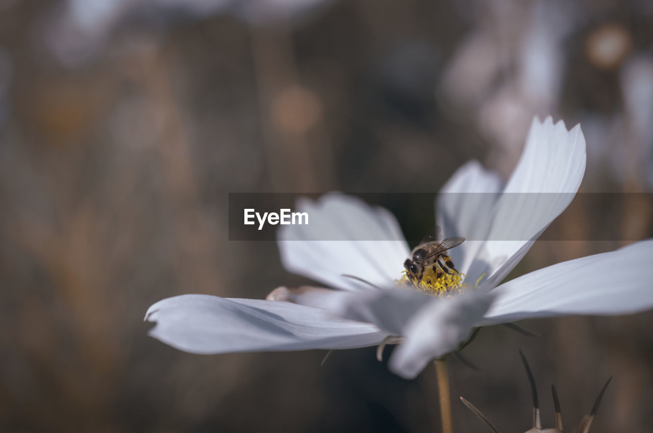 Close-up of bee on white flower