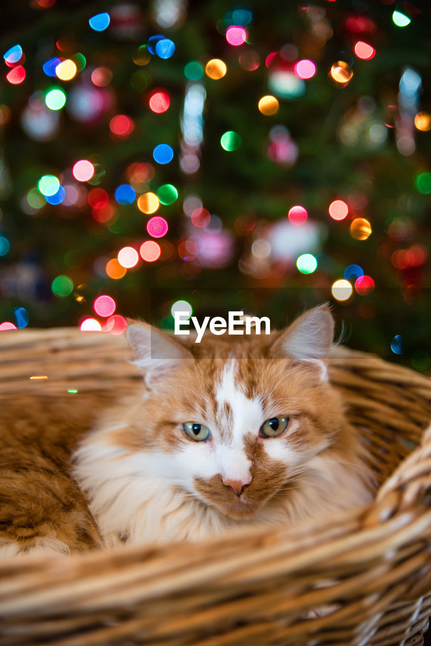 Portrait of cat on christmas tree